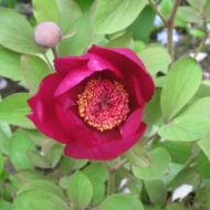 Paeonia mascula (L.) - Pilt 3