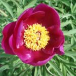 Paeonia officinalis L.