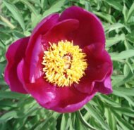 Paeonia officinalis L.