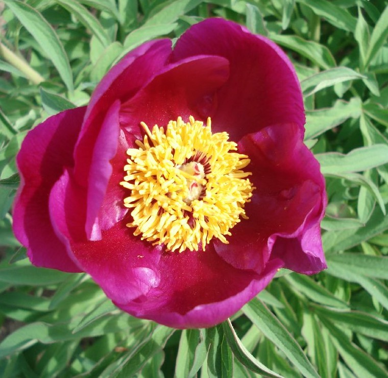 P.-officinalis-pf Paeonia officinalis L. - Pilt 1