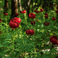 Paeonia peregrina - Pilt 3
