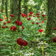 Paeonia peregrina - Pilt 4