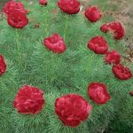 Paeonia tenuifolia Plena