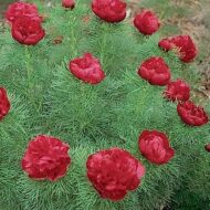 Paeonia tenuifolia Plena