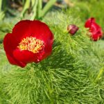 Paeonia tenuifolia L.