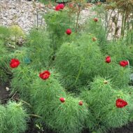 Paeonia tenuifolia L. - Pilt 6