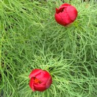 Paeonia tenuifolia L. - Pilt 5
