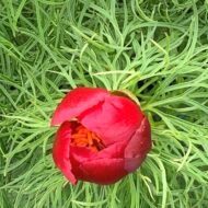 Paeonia tenuifolia L. - Pilt 7