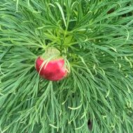 Paeonia tenuifolia L. - Pilt 4