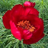 Paeonia tenuifolia L. - Pilt 10