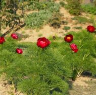 Paeonia tenuifolia L. - Pilt 2