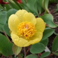 Paeonia wendelboi - Pilt 3