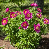 Paeonia mascula (L.)