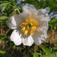 Paeonia emodii - Pilt 4