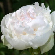 Marilla Beauty