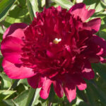 Red Comet