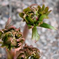 Paeonia mairei - Pilt 3