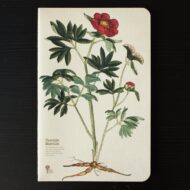 Paeonia mascula (L.) - Pilt 4