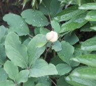 Paeonia mlokosewitschii - Pilt 2