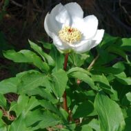 Paeonia rhodia Stearn (seedling) - Pilt 2