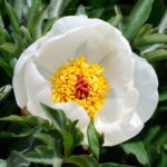 Paeonia rhodia Stearn (seedling)