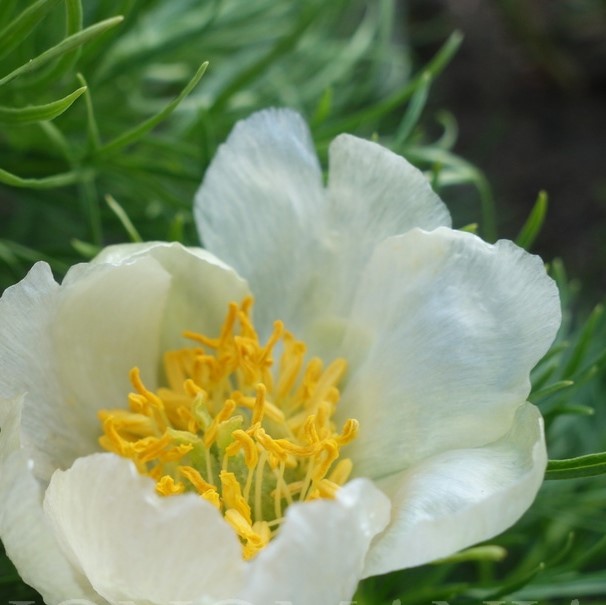 P.t.-Alba Paeonia tenuifolia f. Alba - Pilt 1