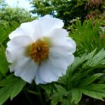 Paeonia veitschii var woodwardii Alba