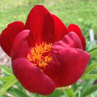 Paeonia peregrina - Pilt 5