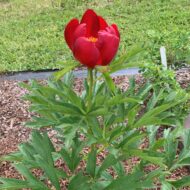Paeonia peregrina - Pilt 6