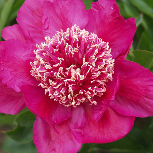 Paeonia-Barrington-Belle-118395 Barrington Belle - Pilt 1