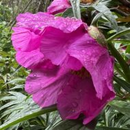 Paeonia anomala L. - Pilt 2