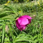Paeonia anomala L.