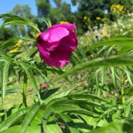 Paeonia anomala L. - Pilt 2