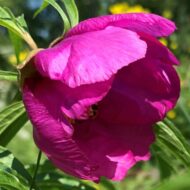 Paeonia anomala L. - Pilt 4