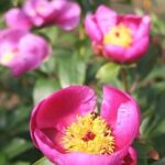 Paeonia broteroi