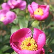 Paeonia broteroi