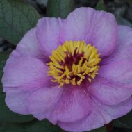 Paeonia cambessedesii