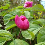 Paeonia caucasica - Pilt 2