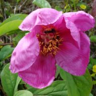 Paeonia caucasica