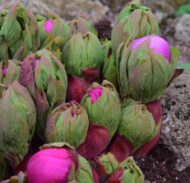 Paeonia coriacea Morocco - Pilt 2