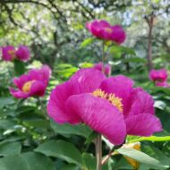Paeonia daurica - Pilt 2