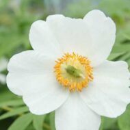 Paeonia emodii - Pilt 2
