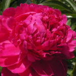 Fiona / Red Sarah Bernhardt