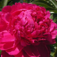Fiona / Red Sarah Bernhardt