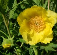 Paeonia lutea var ludlowii
