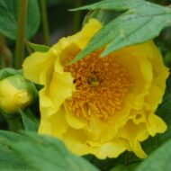Paeonia lutea var ludlowii - Pilt 2