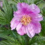 Paeonia mairei