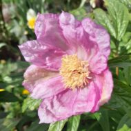 Paeonia mairei - Pilt 2