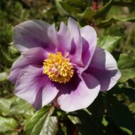 Paeonia mascula (L.) - Pilt 2