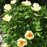 Paeonia mlokosewitschii